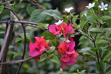 Bougainvillea flower with green leaves, bokeh background