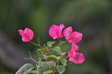 Bougainvillea flower with green leaves, bokeh background