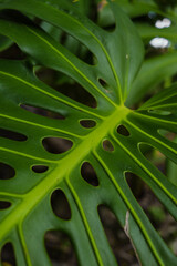 Fototapeta na wymiar Closeup of green palm tree