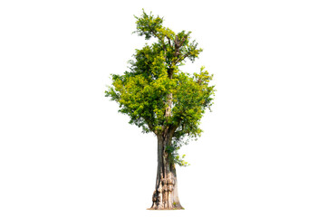 Obraz premium Tree Shrub Garden Decoration White Background