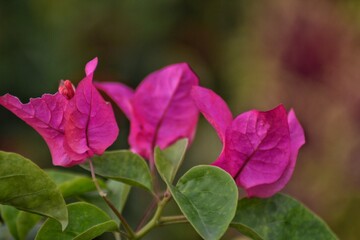Bougainvillea flower with green leaves, bokeh background