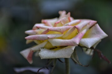fresh topis roses, bokeh background