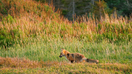 red fox in the grass