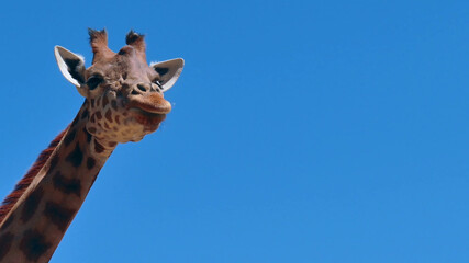 Obraz premium giraffe on sky