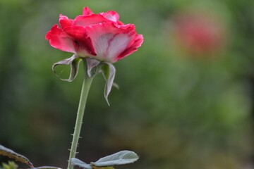 fresh topis roses, bokeh background