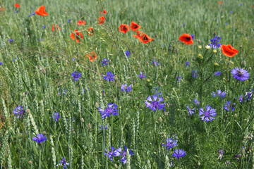 Red poppy among the field grasses in summer. Beautiful wildflowers. Untouched nature.