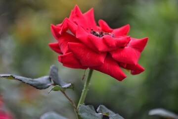 fresh topis roses, bokeh background