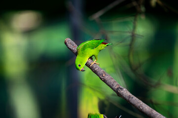 Blue - crowned Hanging Parrot