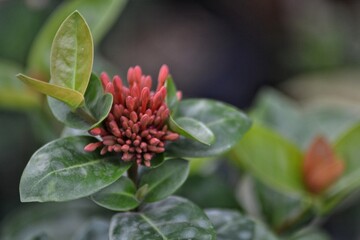 soka flower, beautiful tropical flower, background bokeh
