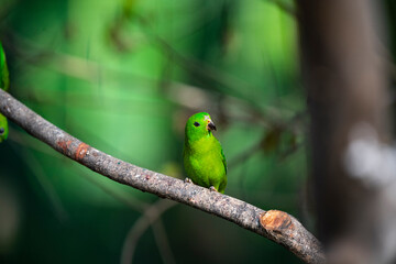 Blue - crowned Hanging Parrot