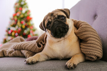 Adorable pug over the christmas tree with blurry festive decor. Portrait of beloved dog with wrinkled faceat home and pine tree with bokeh effect lights. Close up, copy space.