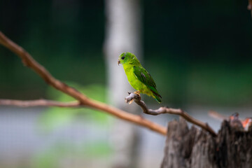 Blue - crowned Hanging Parrot