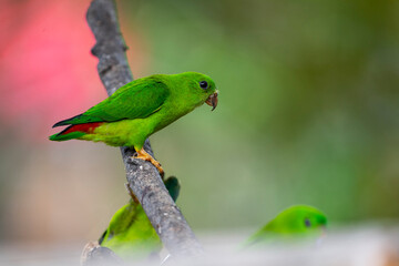 Blue - crowned Hanging Parrot