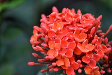 soka flower, beautiful tropical flower, background bokeh
