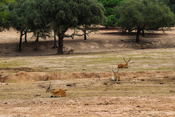 impalas in the wild