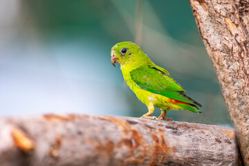 Blue - crowned Hanging Parrot