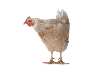 brown chicken isolated on a white background.