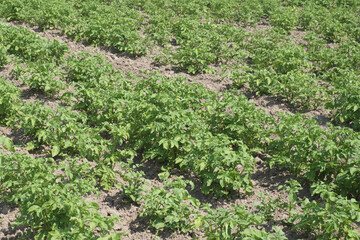 Fototapeta na wymiar potato plantations grow in the field. vegetable rows. farming, agriculture.