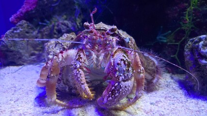 海底に潜むヤドカリ