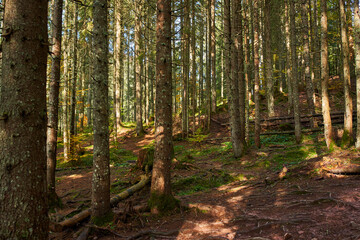 Pine forest in the autumn with a hiking trail
