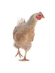 brown chicken isolated on a white background.