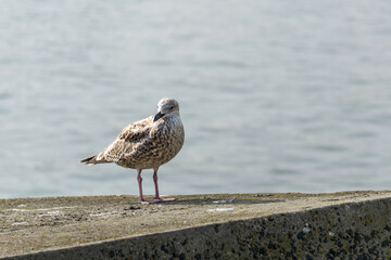A First-Winter Caspian Gull bird on a concrete block at Scheveningen Beach of The Hague, Netherlands