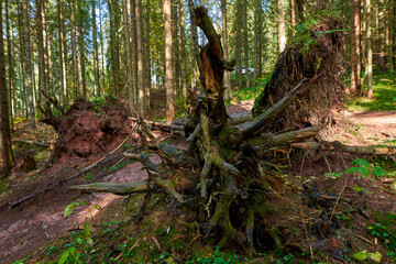 Tree stump uprooted