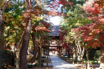 モミジが赤く色づき始めた静寂なお寺の庭