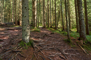 Pine forest in the autumn with a hiking trail