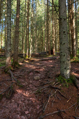 Pine forest in the autumn with a hiking trail