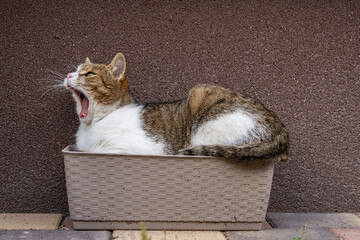 cat relaxing on a flower-box