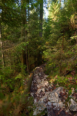 Pine forest in the autumn with a hiking trail