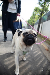 Obraz premium A pug's walking time