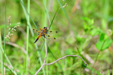 Vierfleck (Libellula quadrimaculata) in der Oberlausitz	