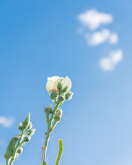 Okra pods and blooming yellow flower against cloud blue sky at late growing season