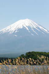 portrait view of mount fuji, zoomed in, blue skys, bottom of the image is wheat, crop, plants layered on top of the large mountain in japan