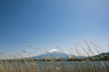 landscape view of mount fuji, with lots of space on top of the image, blue skys, bottom of the image is wheat, crop, plants layered on top of the large mountain in japan