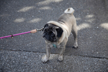 Pug doesn't want go for a walk