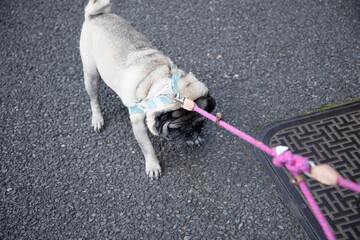 Pug doesn't want go for a walk
