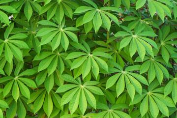 Group fresh green leaves of cassava trees in fram agriculture pattern close-up.