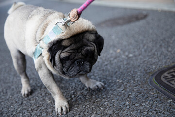 Pug doesn't want go for a walk