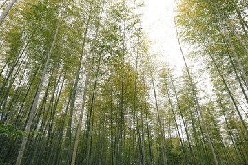 view from the ground up to the sky of tall thin asian trees in kyoto japan, light green colour and blinding light