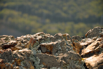 Mountain texture covered in lichen on a blurred background. Close-up photography.