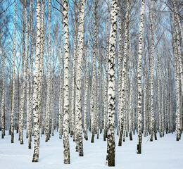 Birch forest with snowy trees on blue sky