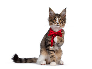 Cute alert brown tabby with white Maine Coon cat kitten, sitting side ways wearing red velvet christmas bow tie. Looking straight to camera. Isolated on white background. Who me? expression.