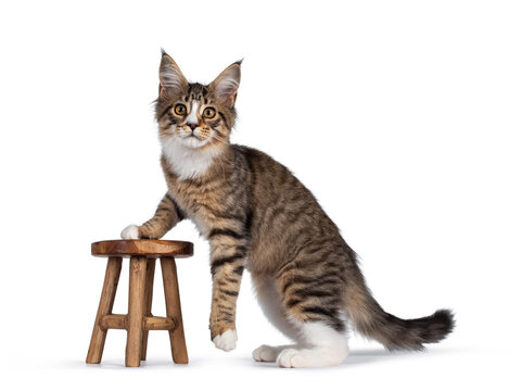 Cute alert brown tabby with white Maine Coon cat kitten, standing half on little wooden stool. Looking straight to camera. Isolated on white background.
