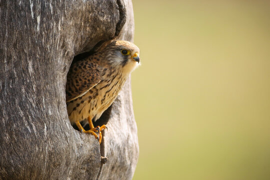Common kestrel, falco tinnunculus, sitting in nest in springtime nature. Female bird of prey looking from hole in wooden trunk. Striped feathered animal peeking out of the tree.