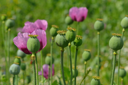 Imagens de Backmohn – Explore Fotografias do Stock, Vetores e Vídeos de ...