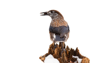 spotted nutcracker, nucifraga caryocatactes, sitting on top of stump isolated on white background. Brown bird holding a seed in beak on tree cut out on blank backdrop.
