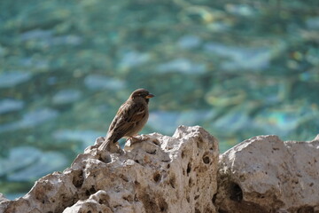 Gorrión apoyado en una roca en el parque de la alamedilla, Salamanca, España 